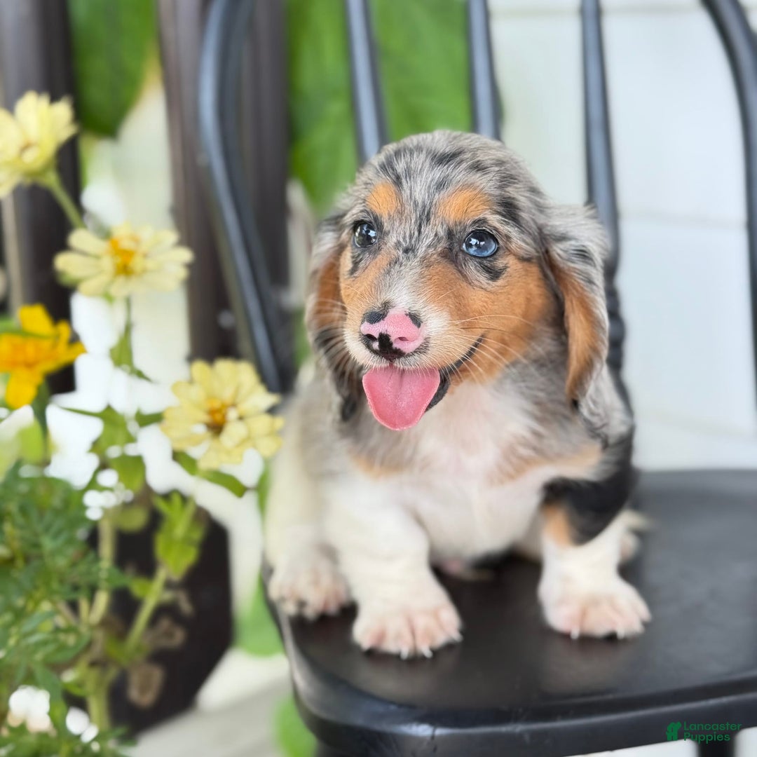 Miniature Dachshund dogs for sale: Miniature Dachshund 7 puppies - Image 6
