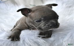 Frenchton dogs for sale: Gus - Image 12