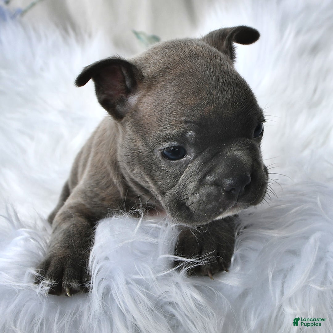 Frenchton dogs for sale: Gus - Image 12