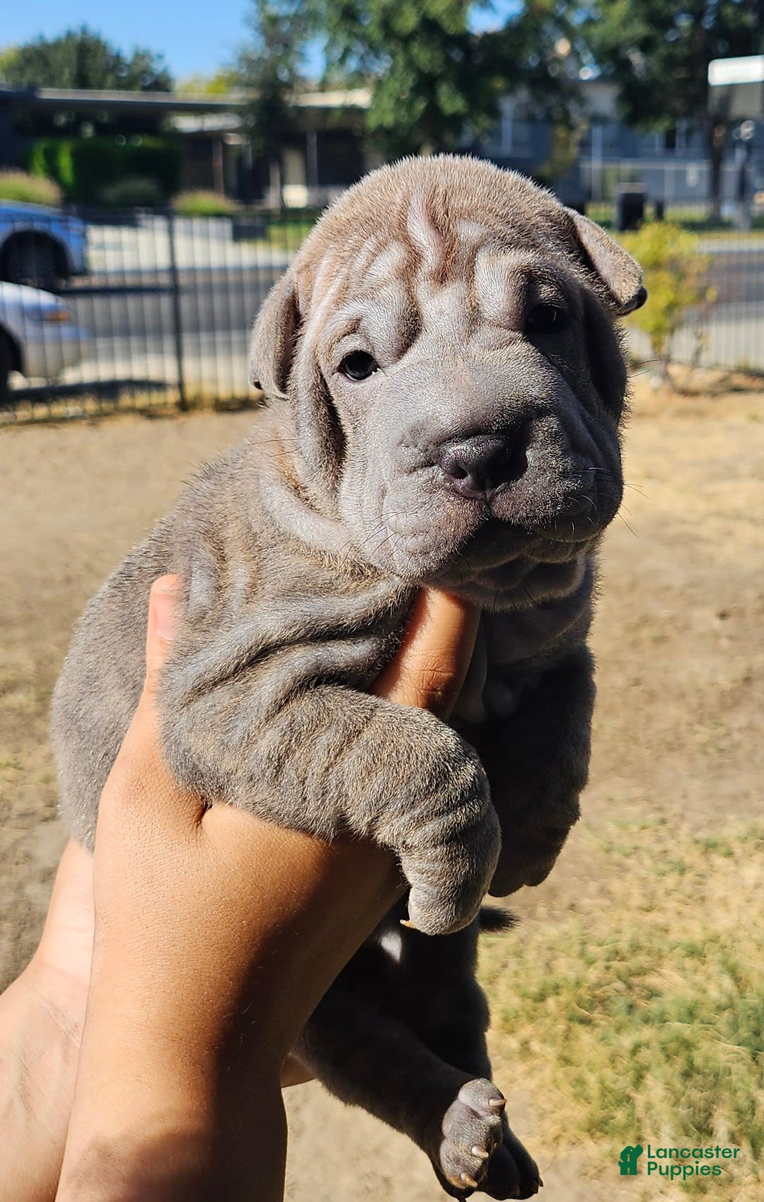 Shar Pei dogs for sale: Tea T - Image 3