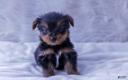 Yorkshire Terrier dogs for sale: Bubba - Image 1