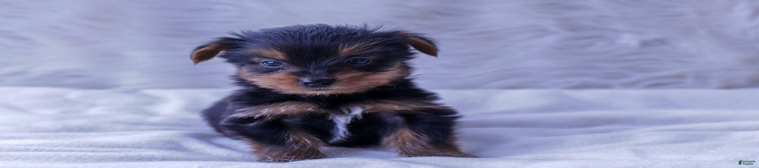 Bubba