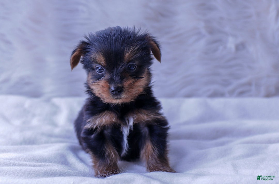 Yorkshire Terrier dogs for sale: Bubba - Image 1
