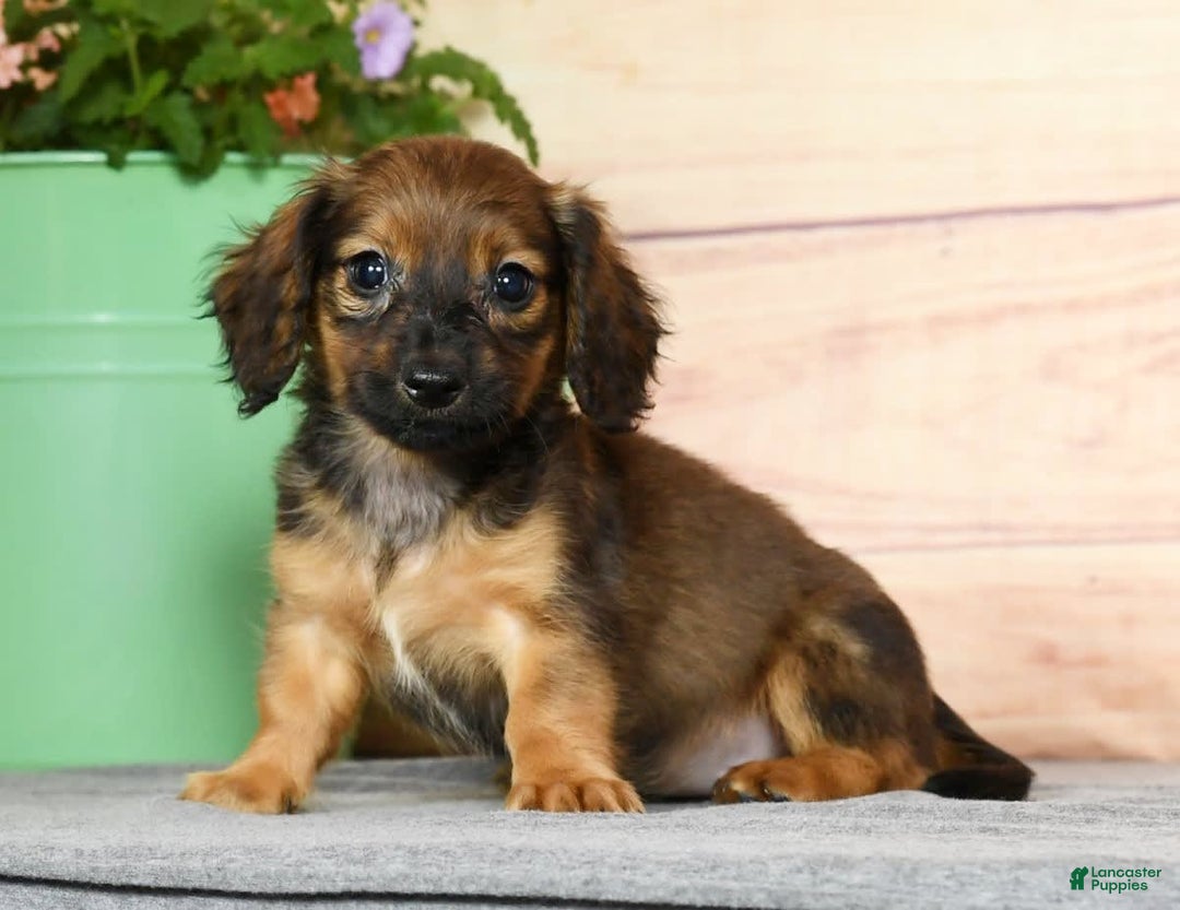 Miniature Dachshund dogs for sale: Dixie - Image 3