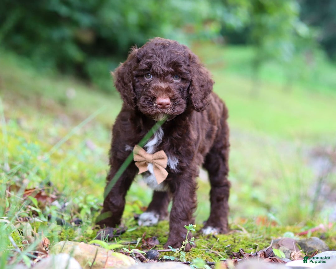 Goldendoodle dogs for sale: Baylor - Image 2
