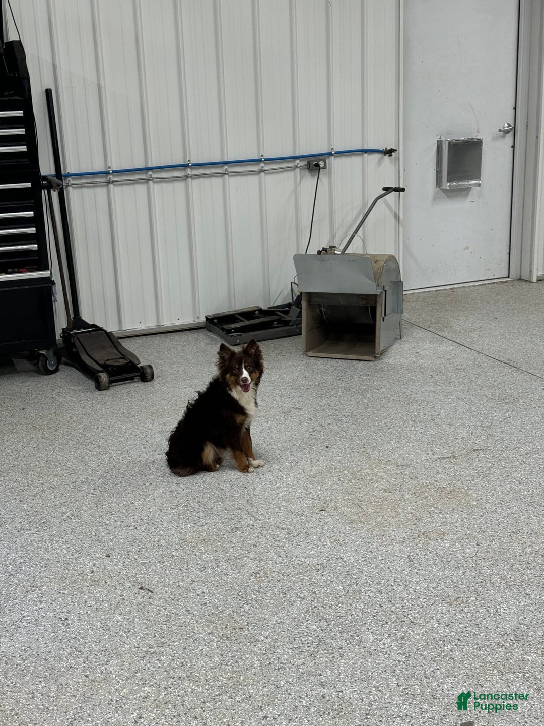 Miniature Australian Shepherd dogs for sale: Yellow - Image 4