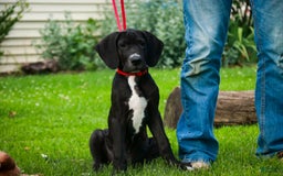 Great Dane dogs for sale: Athena - Image 15