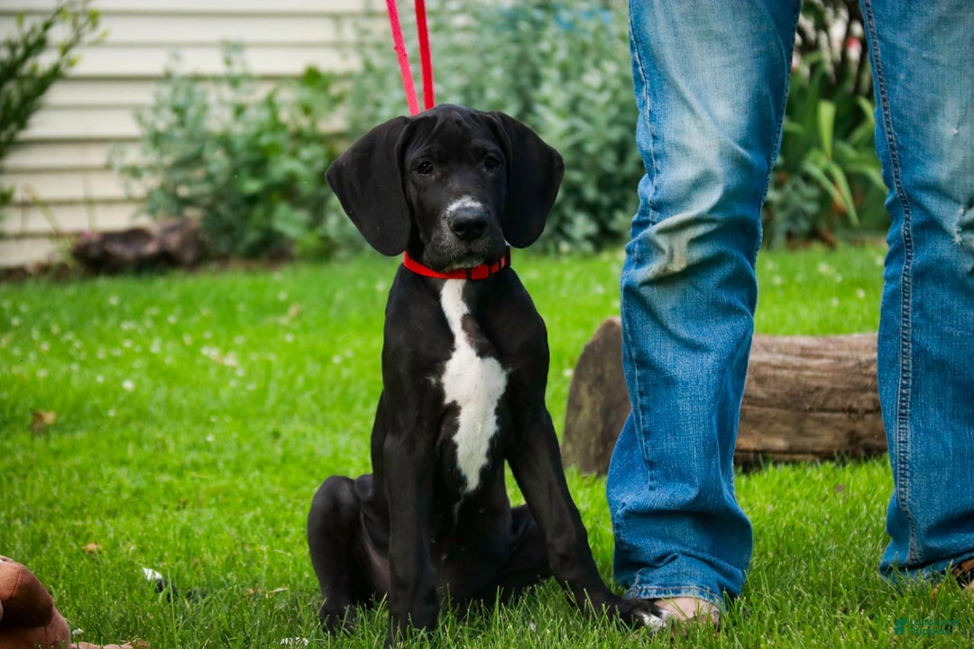 Great Dane dogs for sale: Athena - Image 15