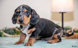 Miniature Dachshund dogs for sale: Kent - Image 1