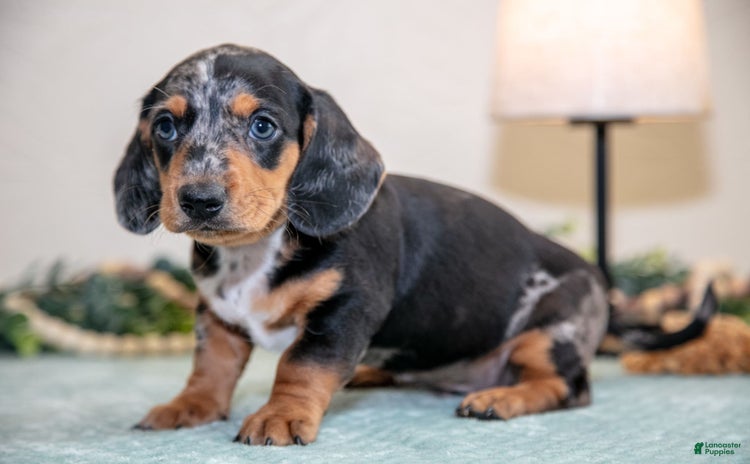 Miniature Dachshund dogs for sale - Ad 3