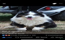 Australian Shepherd dogs for sale: Colby - Image 10