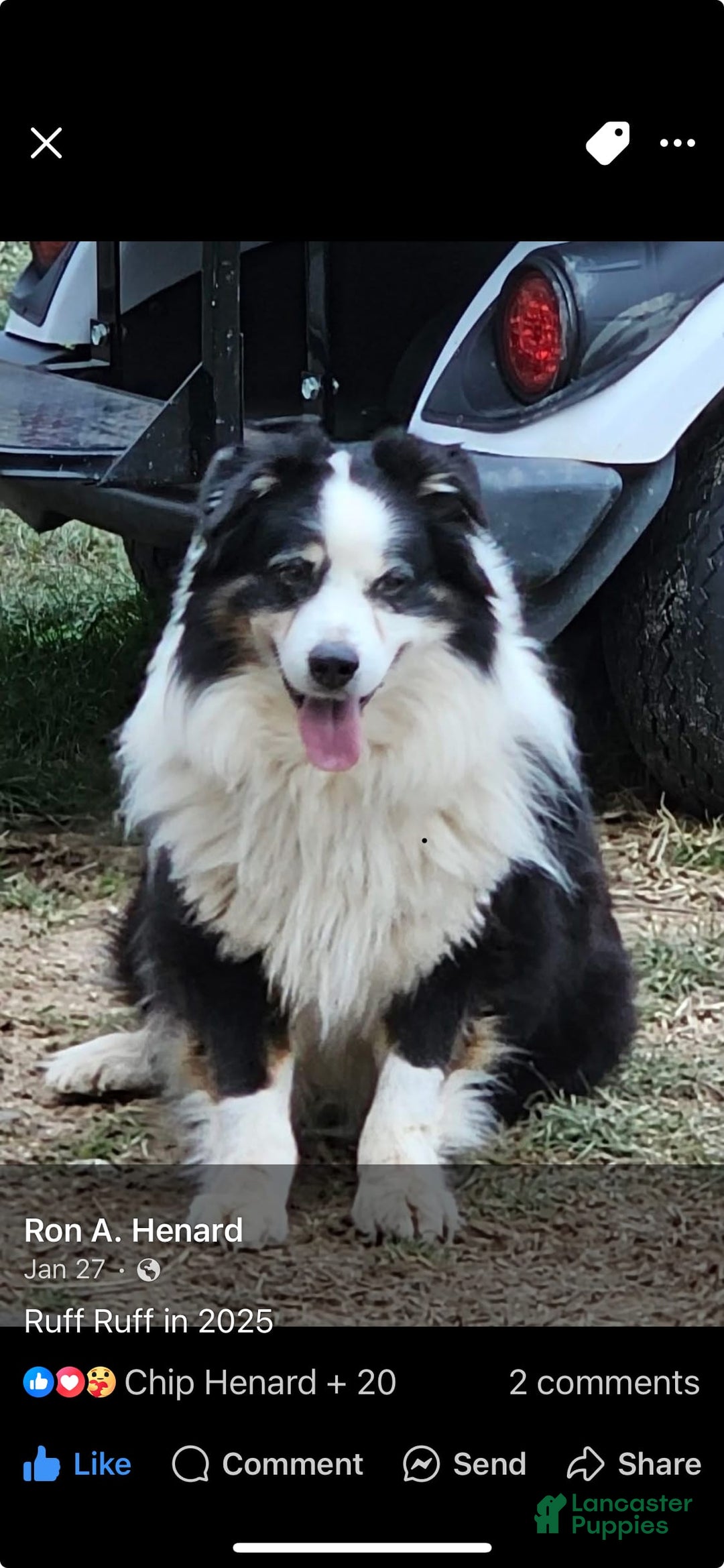 Australian Shepherd dogs for sale: Colby - Image 10
