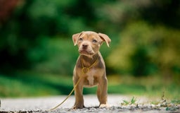 American Bully dogs for sale: Red Collar - Image 6