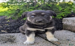 Goberian dogs for sale: Ember - Image 1