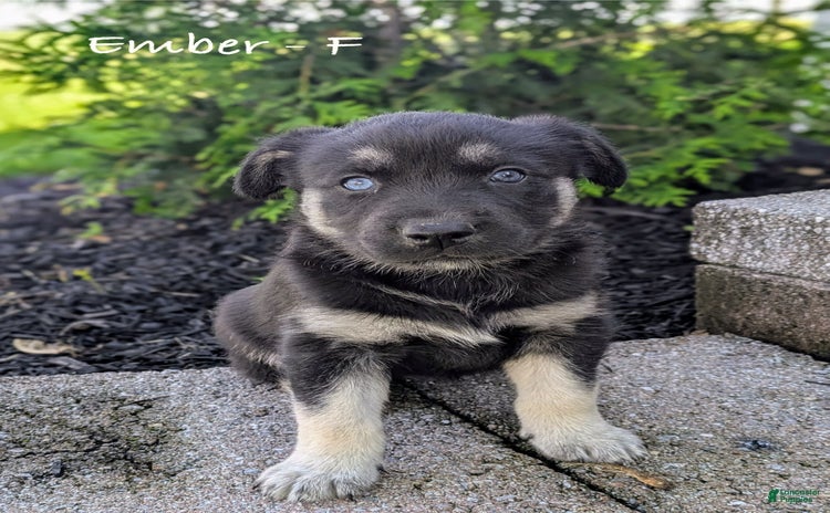 Goberian dogs for sale - Ad 2