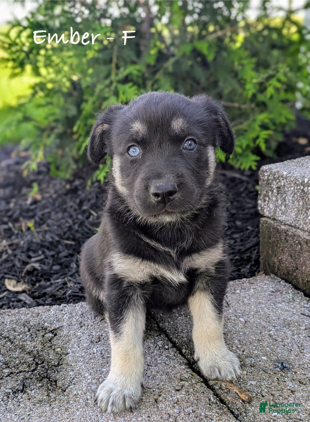 Goberian dogs for sale: Ember - Image 1