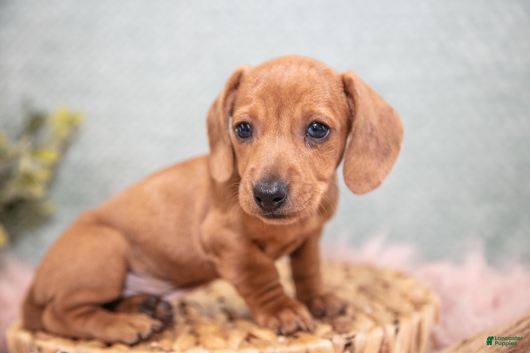 Miniature Dachshund dogs for sale: Fawn - Image 1