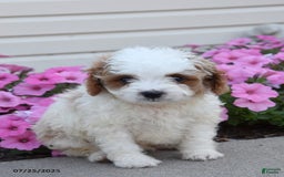Mini Goldendoodle dogs for sale: Twix - Image 1