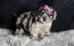 Maltipoo dogs for sale: Princess - Image 8