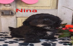 Shih Tzu dogs for sale: Nina - Image 6