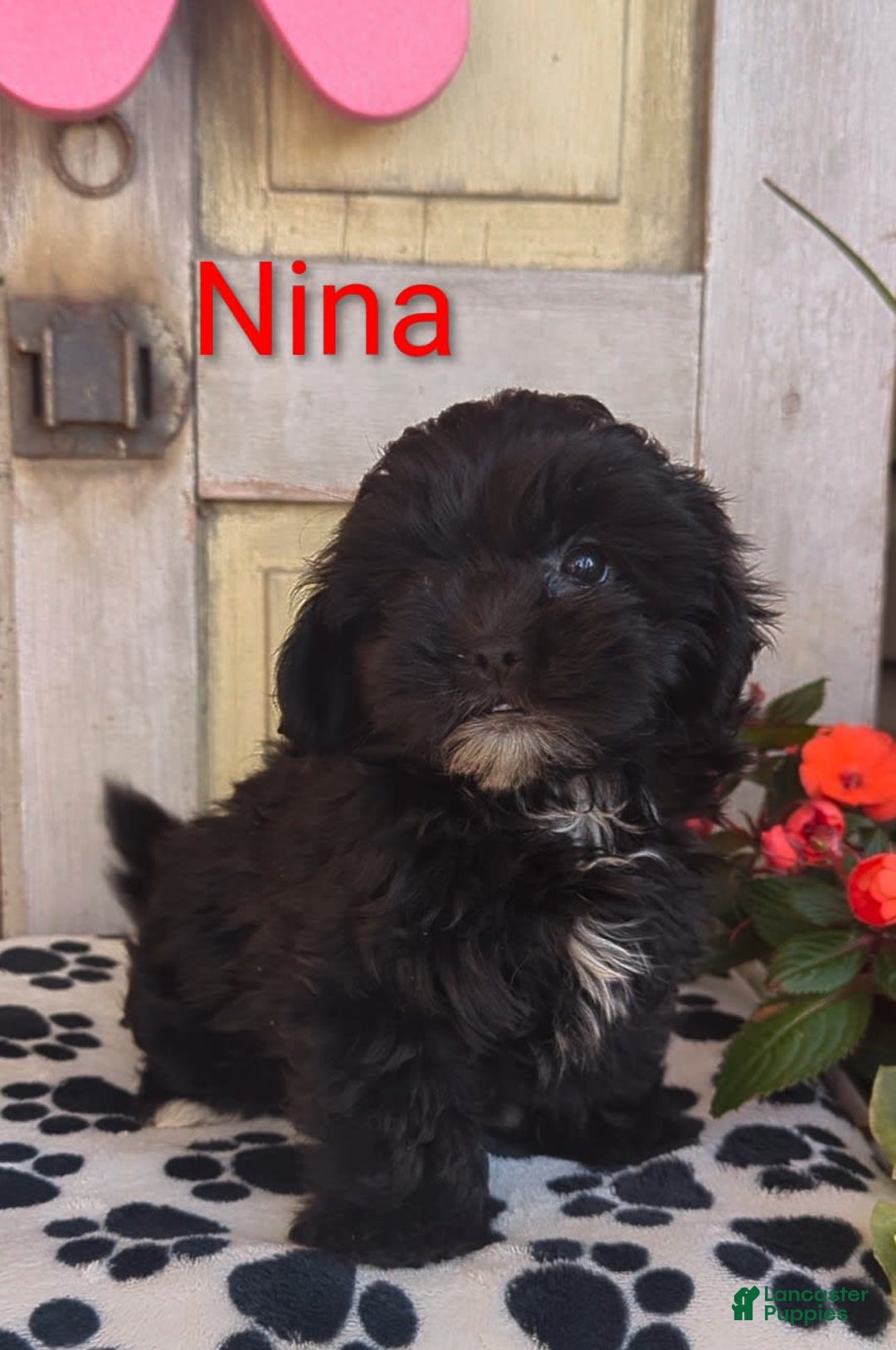 Shih Tzu dogs for sale: Nina - Image 6