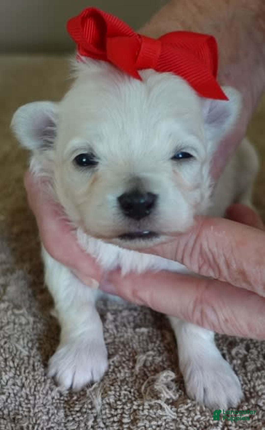 Maltipoo dogs for sale: Beans - Image 23