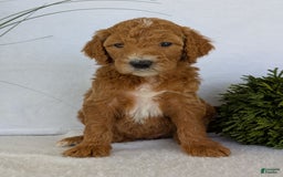 Goldendoodle dogs for sale: Zoey - Image 8