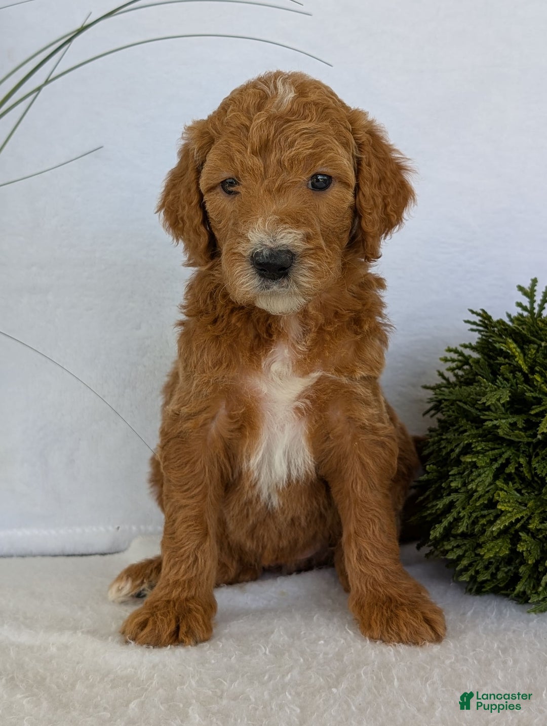 Goldendoodle dogs for sale: Zoey - Image 8