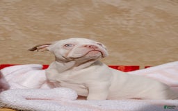 French Bulldog dogs for sale: Skyler - Image 1