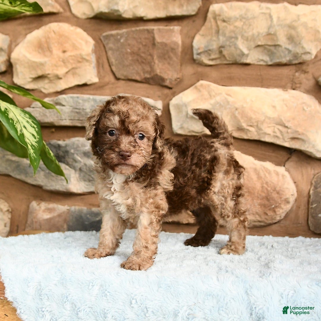 Miniature Poodle dogs for sale: Chocolate - Image 3