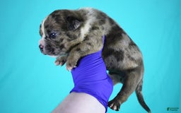 American Bully dogs for sale: Fawn Merle Male - Image 4