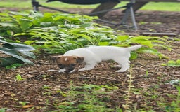Jack Russell Terrier dogs for sale: Alex - Image 4
