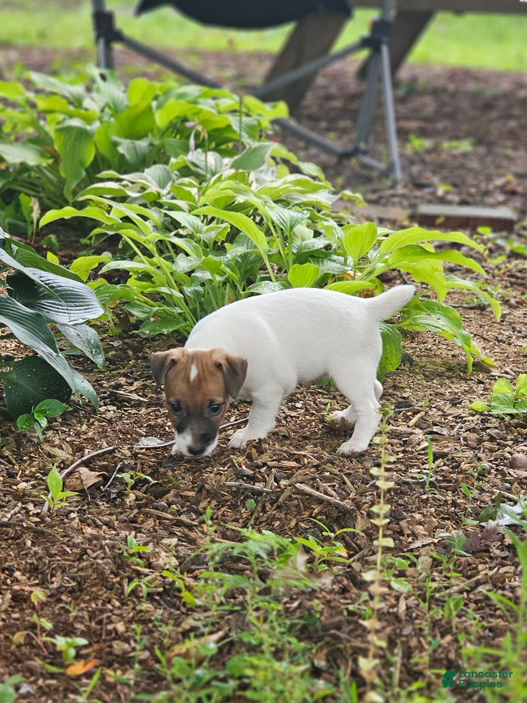 Jack Russell Terrier dogs for sale: Alex - Image 4