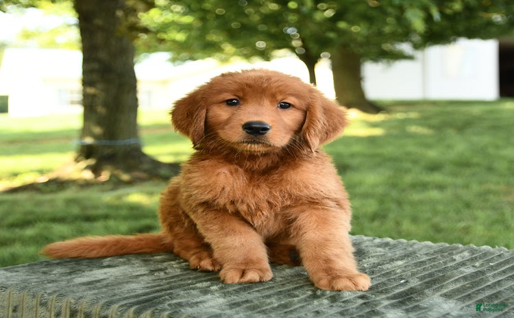 Golden Retriever dogs - Advert 14