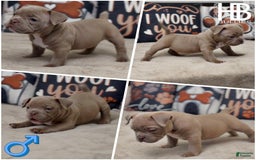 American Bully dogs for sale: Pibble - Image 1