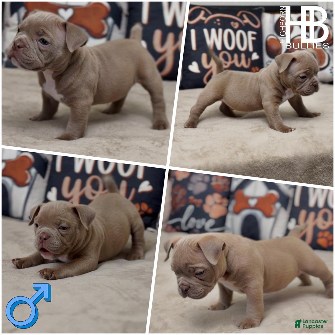 American Bully dogs for sale: Pibble - Image 1