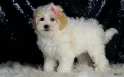 Maltipoo dogs for sale: Prissy - Image 6