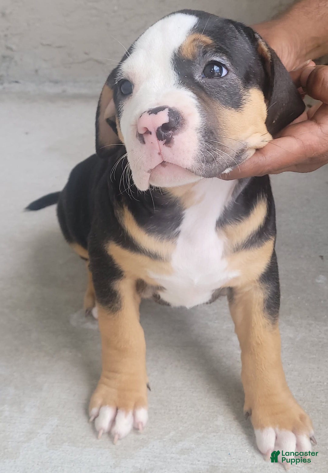 American Bully dogs for sale: Sweet Pea - Image 1