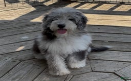 Mini Goldendoodle dogs for sale: Miley - Image 1