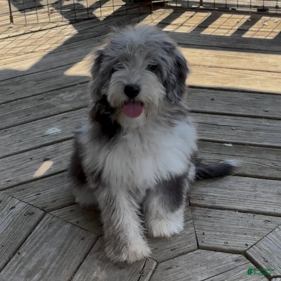 Mini Goldendoodle dogs for sale: Miley - Image 1