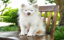 Pomeranian dogs for sale: Misty - Image 6