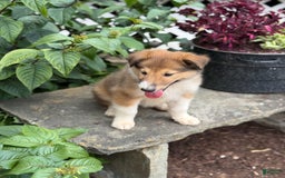Collie dogs for sale: Aster - Image 3
