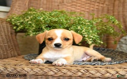 Chihuahua dogs for sale: Laffy - Image 3
