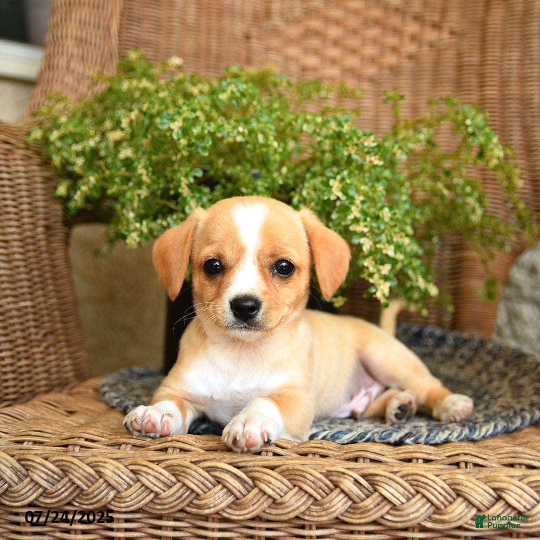 Chihuahua dogs for sale: Laffy - Image 3