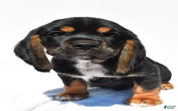 Beaglier dogs for sale: Chase - Image 2
