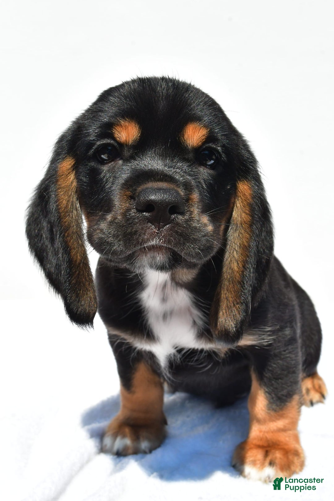 Beaglier dogs for sale: Chase - Image 2