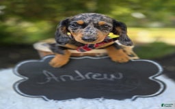 Miniature Dachshund dogs for sale: Andrew - Image 10