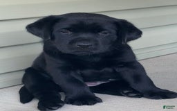 Labrador Retriever dogs for sale: Lilly - Image 6
