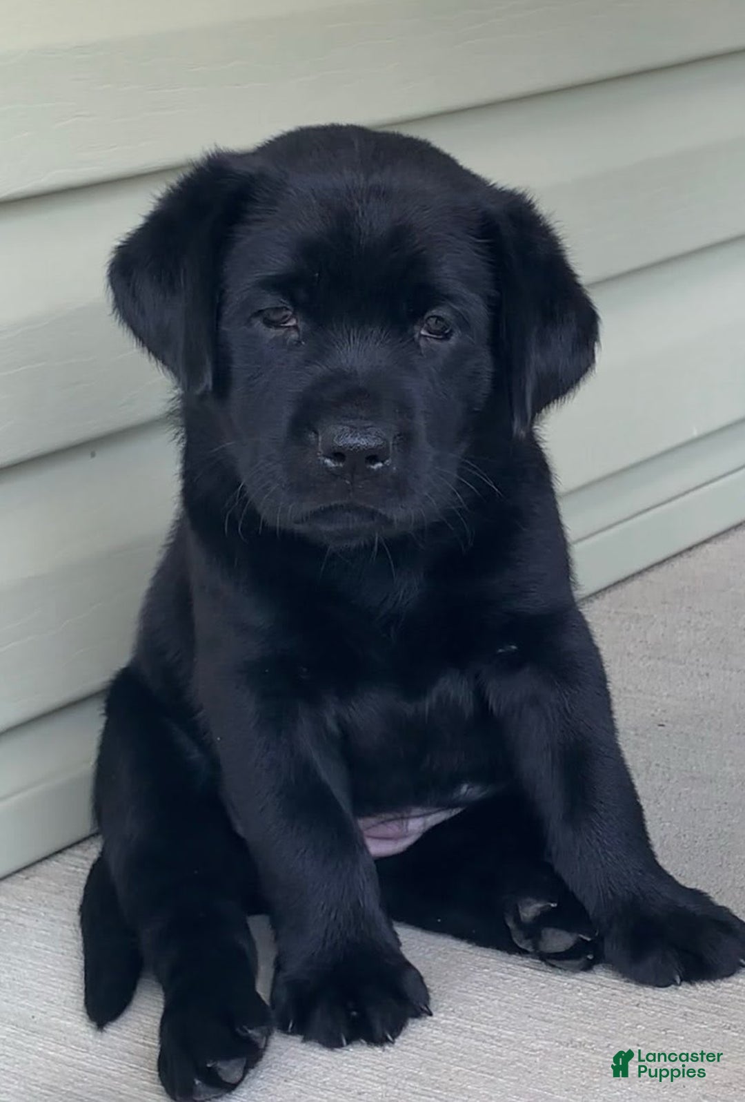 Labrador Retriever dogs for sale: Lilly - Image 6