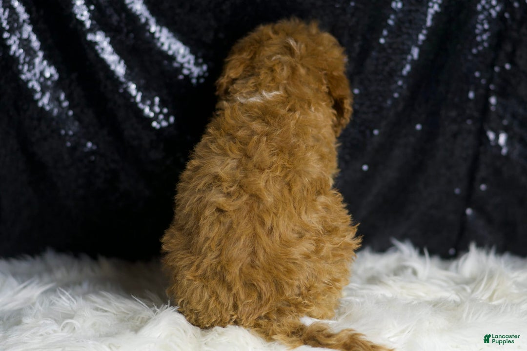 Mini Goldendoodle dogs for sale: Amber - Image 2